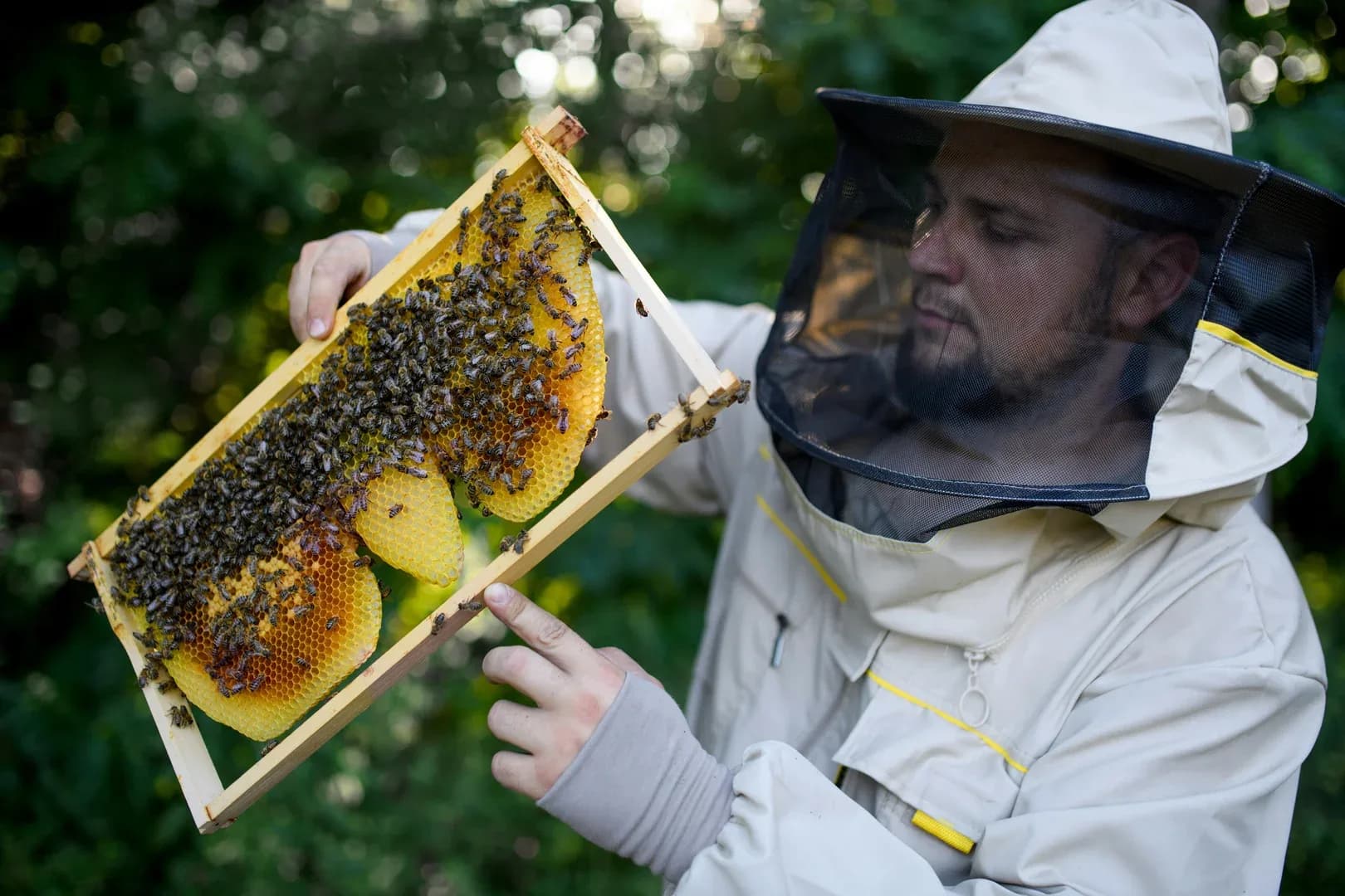 Sicher imkern: Ihre Bienenhalterhaftpflicht