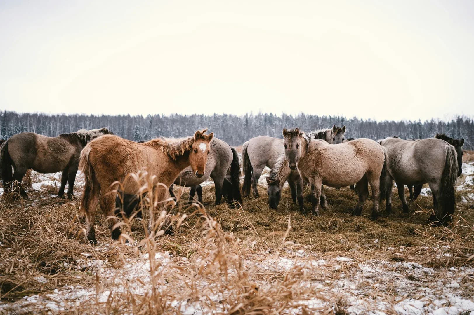Hobby-Nutztier-Versicherung