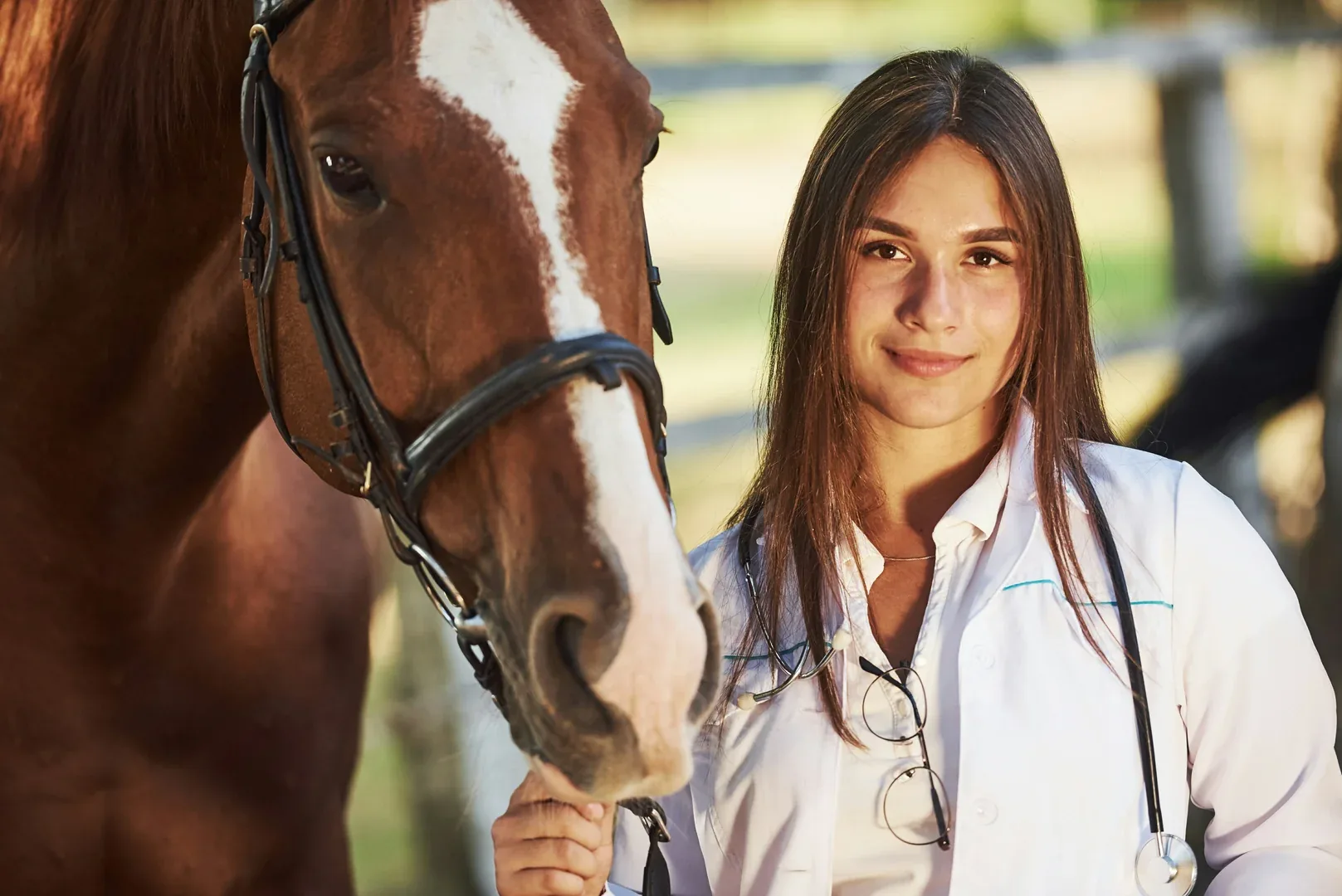 Equine surgery insurance